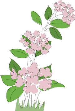 Vector illustration of pink flowers