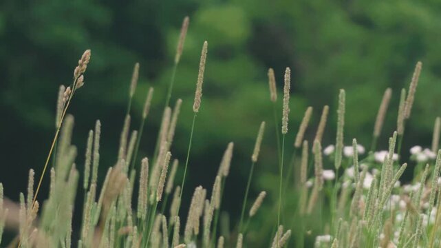Close-up of Grass with Forest Background