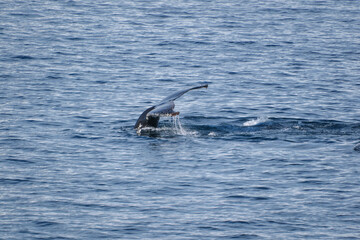 natural landscape of whales in Antarctica © Kevin