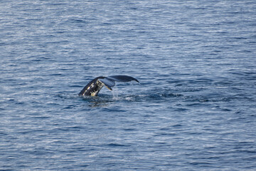 natural landscape of whales in Antarctica © Kevin