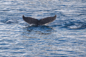 natural landscape of whales in Antarctica © Kevin