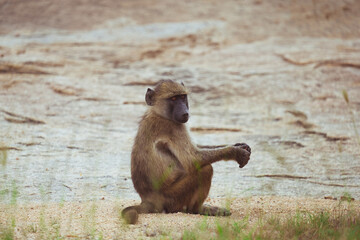 Portrait of a wild baboon sitting on rocky ground, South Africa © Roger