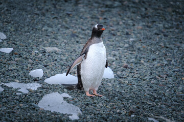 Fototapeta premium Antarctica, Danco Island, Antarctic Peninsula, Gentoo penguin natural scenery