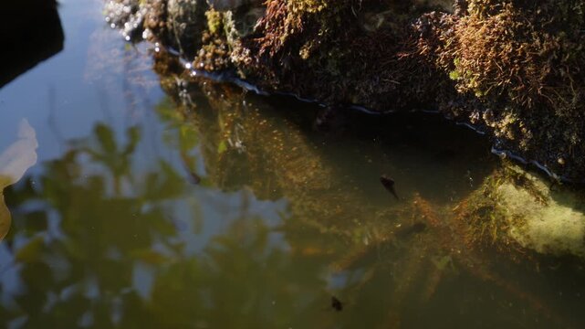 A Small Tadpole Swims In Shallow Water Near Lady Buddha, Linh Ung Pagoda, Son Tra Peninsula, Da Nang, Vietnam. High Angle Shot