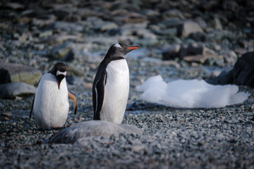Fototapeta premium Antarctica, Danco Island, Antarctic Peninsula, Gentoo penguin natural scenery