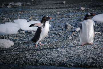 Fototapeta premium Antarctica, Danco Island, Antarctic Peninsula, Gentoo penguin natural scenery