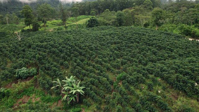 Drone shot over uniform rows of a coffee plantation dotted with scattered banana shade plants.