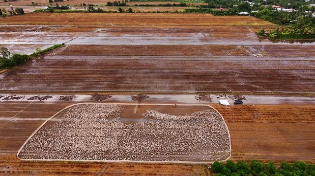 Thousands of ducks are moving on the field
