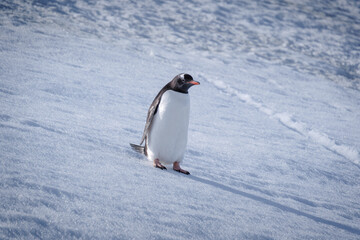 Obraz premium Antarctica, Danco Island, Antarctic Peninsula, Gentoo penguin natural scenery