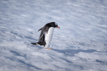 Fototapeta premium Antarctica, Danco Island, Antarctic Peninsula, Gentoo penguin natural scenery