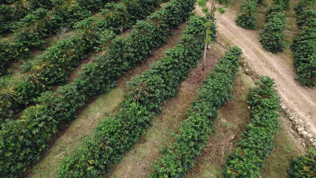 Drone shot of evenly spaced crop rows in a lush plantation bordered by a dirt access road.