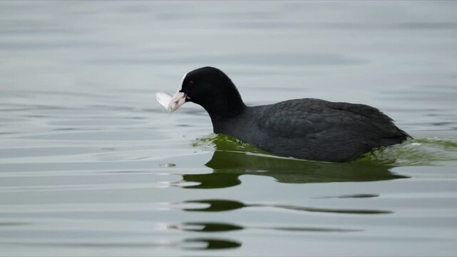 Eurasian coot paddles across still lake surface carrying a freshly caught fish in its beak.