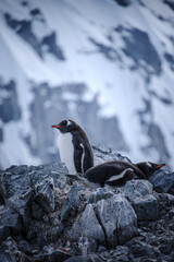 Fototapeta premium Antarctica, Danco Island, Antarctic Peninsula, Gentoo penguin natural scenery