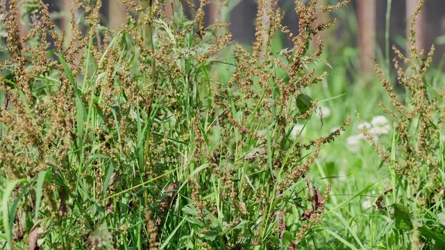 Overgrown garden weeds and mature seed heads growing among long grass, illustrating neglected vegetation, natural growth and an unmanaged outdoor environment, close-up