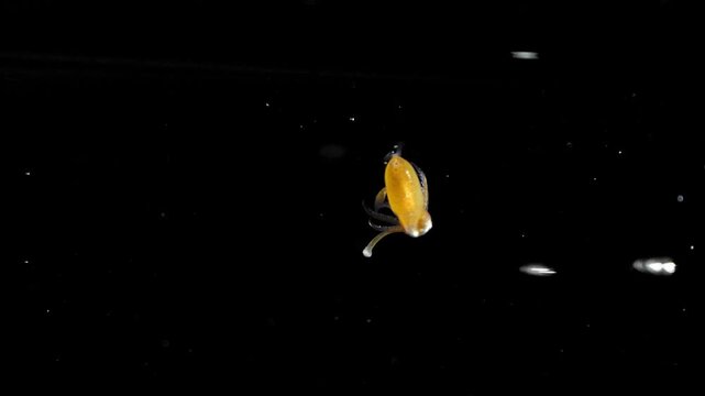 Possible giant squid larva Architeuthis dux spinning during a blackwater night dive in the Atlantic Ocean