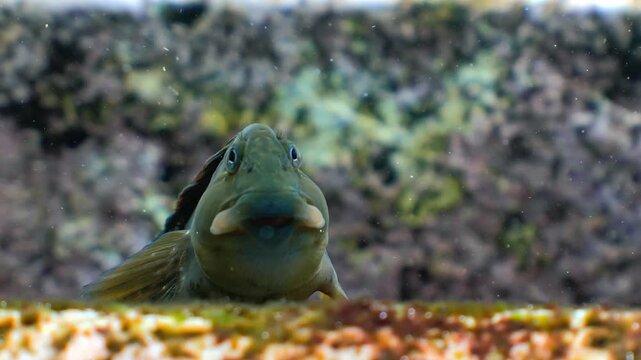 Close-up of a rock-pool blenny Parablennius parvicornis resting on stairs and curiously staring at the camera