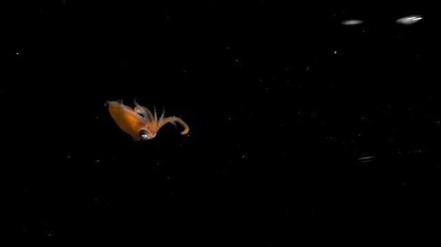 Possible giant squid larva Architeuthis dux documented during a nocturnal scientific expedition in open Atlantic waters.