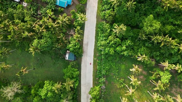 Aerial bird's-eye view of a rural road running through lush coconut groves and tropical greenery in Catanduanes, Bicol, Philippines