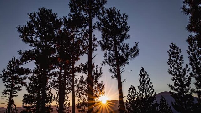 Silhouetted trees against a twilight sky transition to a vibrant sunrise with sun rays illuminating the landscape and mountain backdrop in a serene natural setting