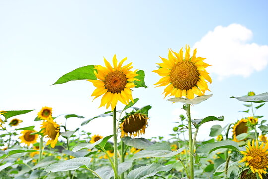 Sunflower plants under blue summer sky with copy space in blooming agricultural field