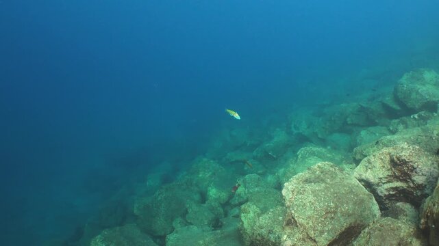 Male ornate wrasse displaying frenetic contractions and fully erect dorsal fin while courting a female over rocky reef at depth.