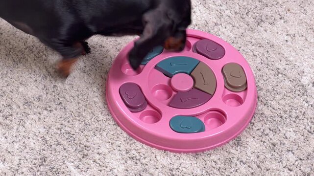 A black and tan dachshund dog uses its nose to nudge sliding covers on a pink interactive puzzle feeder, searching for hidden snacks on a carpeted floor.