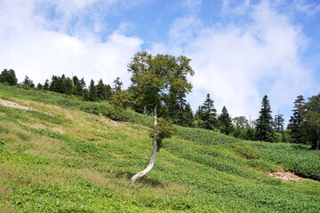 明るい日差しの中、曲がりくねった白い幹の木が広がる緑豊かな山の斜面。青空と白い雲、針葉樹林が美しい夏の風景。 © BRUCE