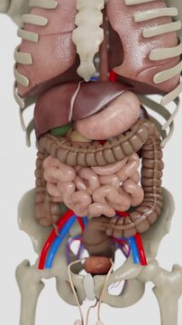 Irritable bowel syndrome in Vertical Video | video of Human digestive system Formation animations | Animated Large intestine in Vertical