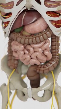 Irritable bowel syndrome in Verical | video of Human digestive system bad to good animations | Animated Large intestine