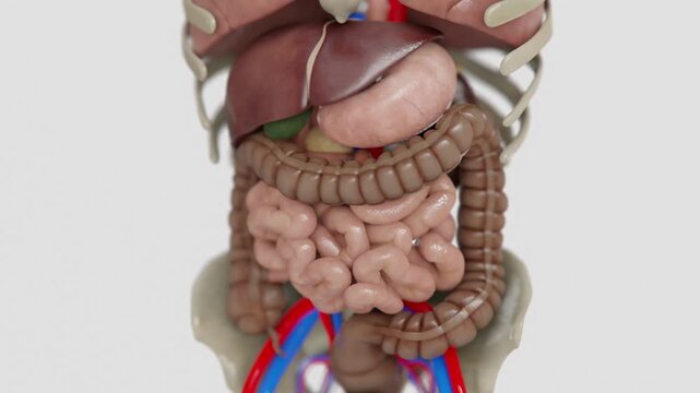 Human digestive system formation animation in 4K | Animated Stomach, Large and Small intestine | irritable bowel syndrome