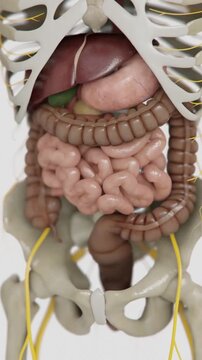 Human Small intestine formation animation in 4K | Animated Small intestine | irritable bowel syndrome
