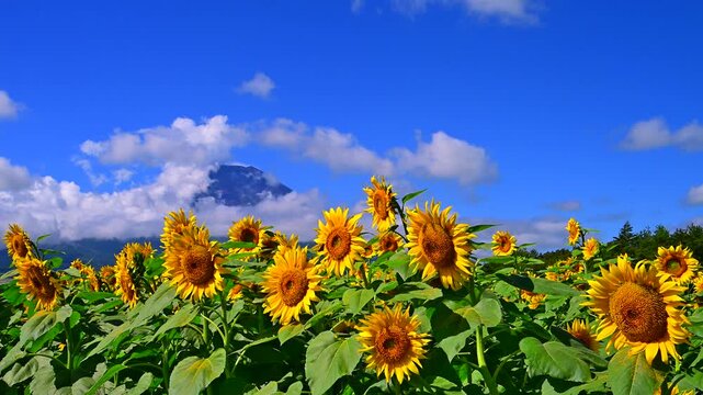 青空に向日葵の花と富士山