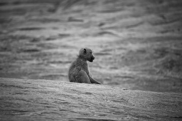 Minimalist monochrome portrait of a baboon in the wild © Roger