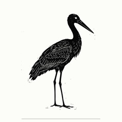Obraz premium Black and white stork bird standing sketch.