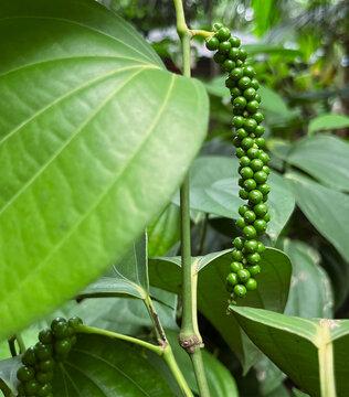 Green pepper corns