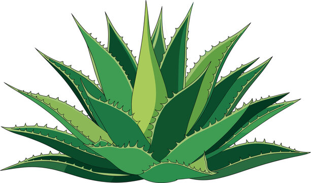 Green agave plant vector illustration featuring desert succulent cactus aloe vera leaves botanical element for mexican landscape tequila production and skincare cosmetic design