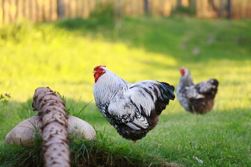 A beautiful large rooster and a hen on a village lawn. © Igor