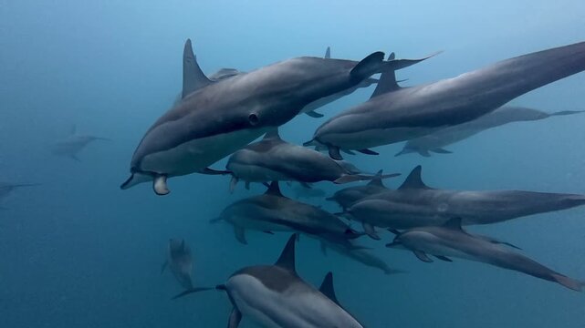 Spinner Dolphins Swimming Together Through Open Ocean