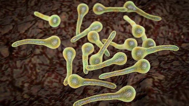 Clostridium tetani bacterium, 3D animation showing rod-shaped anaerobic cell with terminal spherical endospore giving drumstick appearance.