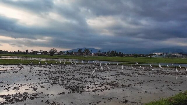 Elegant Egrets Feeding in Shallow Water Across a Flooded Rice Field