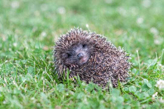 Baby Hedgehog Curled into a Ball on Green Grass Looking Up