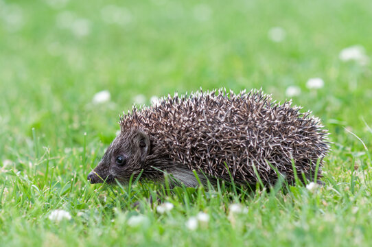 Close Up of Baby Hedgehog Walking Through Green Grass
