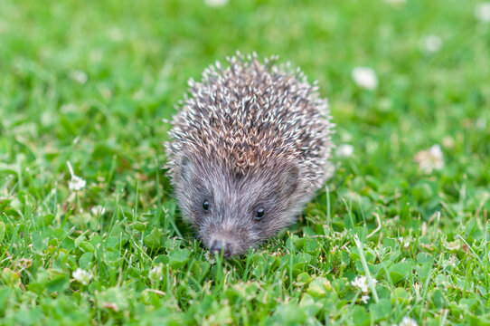 Cute Baby Hedgehog Walking Toward Camera on Green Grass