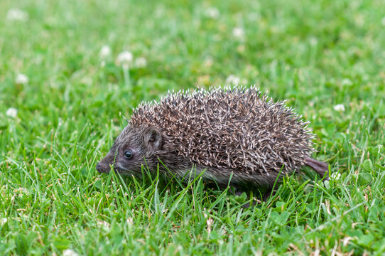 Baby Hedgehog Walking in Profile with Extended Hind Leg