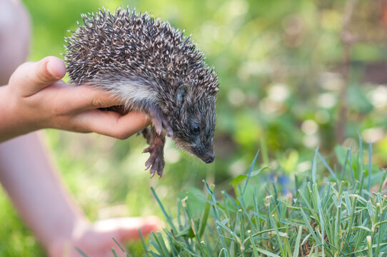 Child Holding a Baby Hedgehog Reaching Toward the Grass