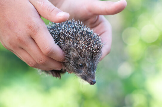 Child Holding a Baby Hedgehog with Both Hands Outdoors