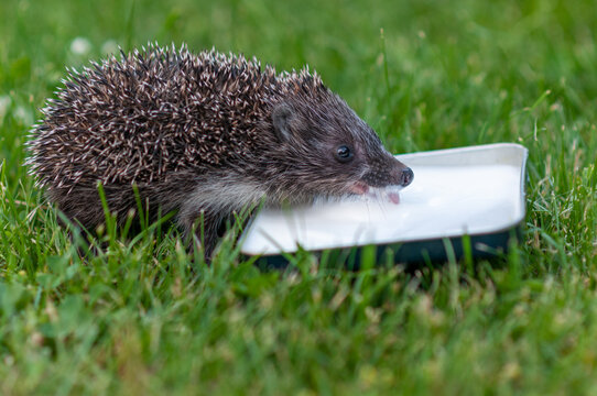 Cute Baby Hedgehog Drinking Milk from a Small Dish on Clover Meadow