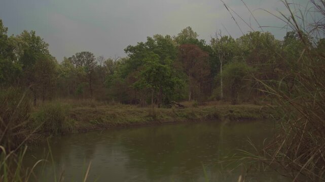 Forest in monsoons Tracking shot