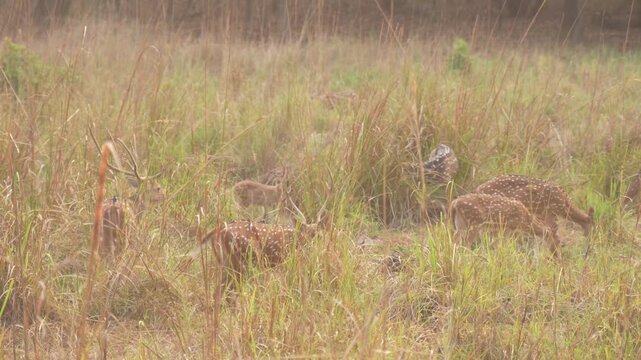 Herd of Chital Deer