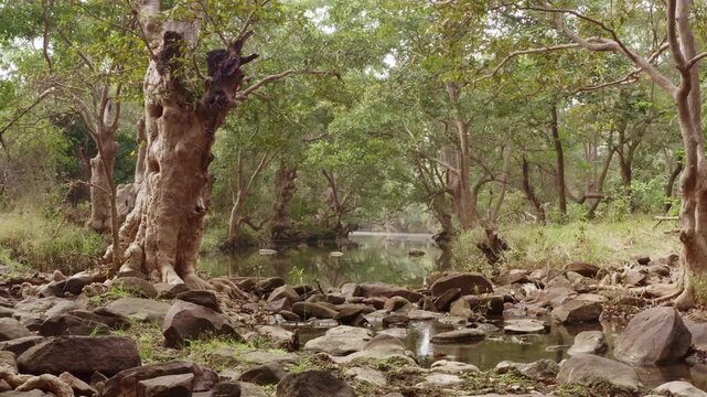 Forest Stream tracking shot